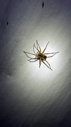 Tigrosa annexa