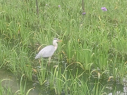 Grey Heron
