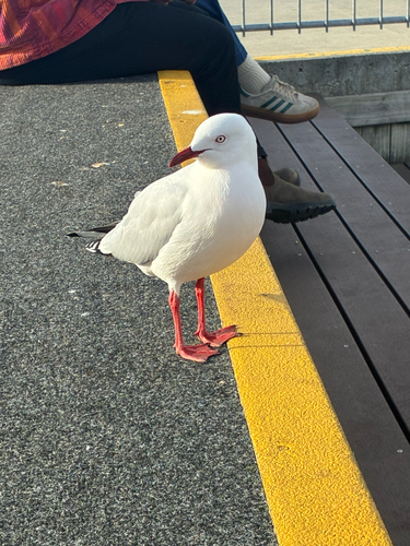 Silver Gull
