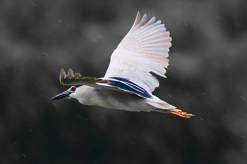 Black-crowned Night Heron