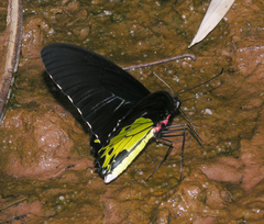 Troides helena cerberus