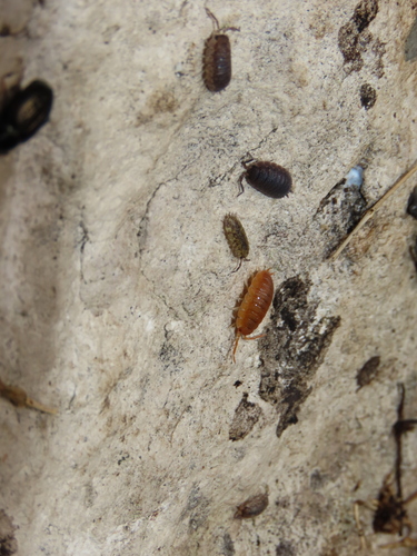 Common Rough Woodlouse