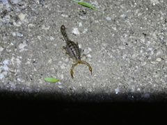 Superstitionia donensis