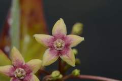 Vincetoxicum indicum