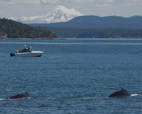 Humpback Whale photographed in Washington