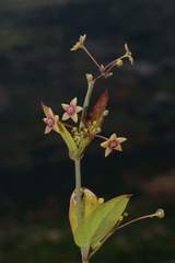 Vincetoxicum indicum