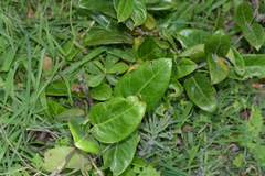 Vincetoxicum indicum