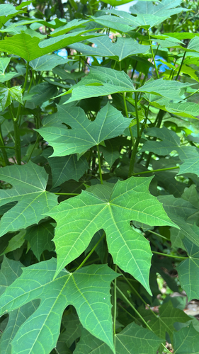 Tree Spinach