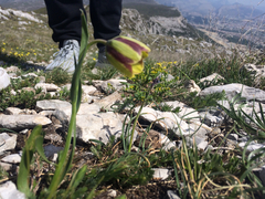 Fritillaria messanensis neglecta