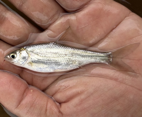 Simoni sharpbelly (Pseudobrama simoni) — Cyprinidae — 2