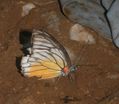 Prioneris clemanthe