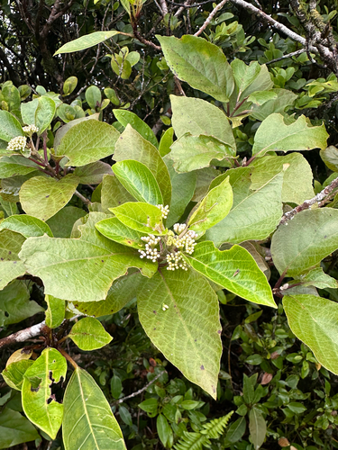 Callicarpa subpubescens iNat (2)