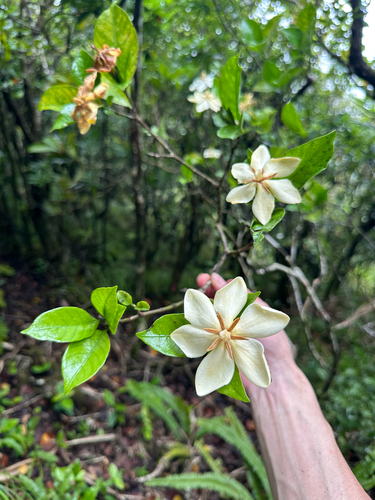 Gardenia boninensis iNat (1)