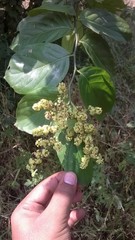 Ventilago denticulata