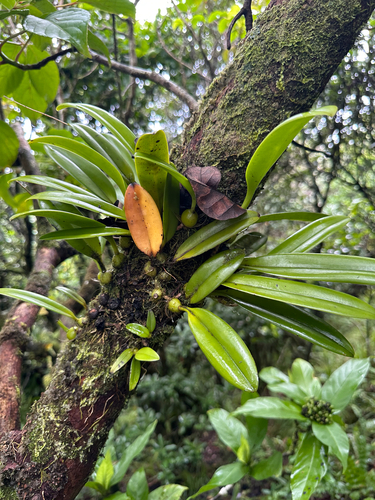 Bulbophyllum boninense iNat (1)