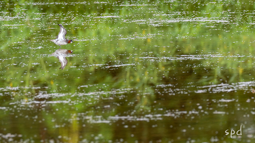Red-necked Phalarope