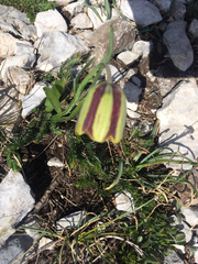 Fritillaria messanensis