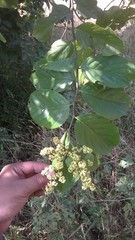 Ventilago denticulata