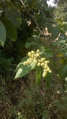 Ventilago denticulata