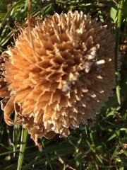 Echinacea angustifolia