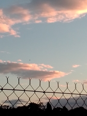 Threskiornis molucca