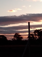 Threskiornis molucca