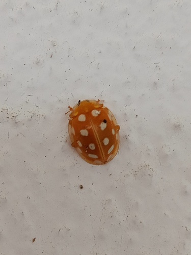 Orange Ladybird