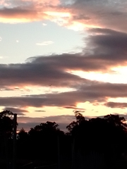 Threskiornis molucca