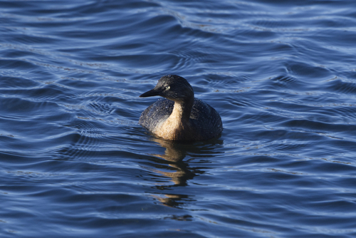 New Zealand Grebe