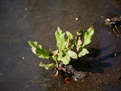 Rumex hydrolapathum