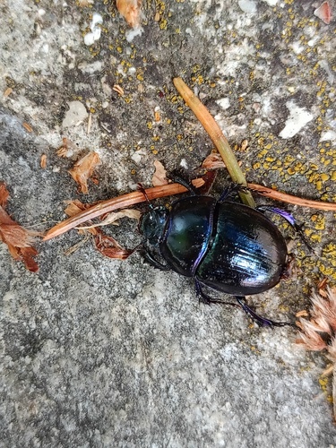 Woodland Dor Beetle