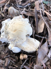 Leucopaxillus cerealis