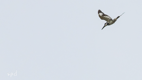 Pied Kingfisher