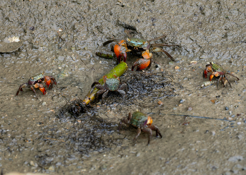 Parasesarma continentale
