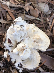 Leucopaxillus cerealis