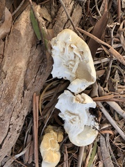 Leucopaxillus cerealis