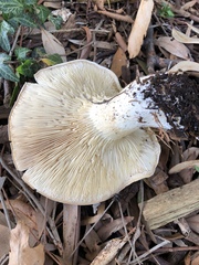 Leucopaxillus cerealis