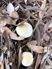 Leucopaxillus cerealis
