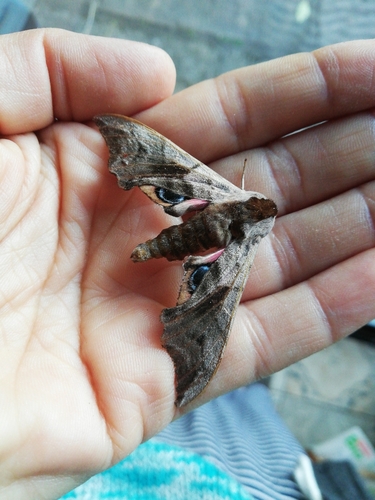 Eyed Hawkmoth