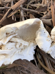 Leucopaxillus cerealis