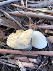 Leucopaxillus cerealis