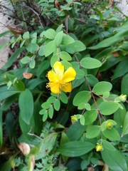 Hypericum formosanum