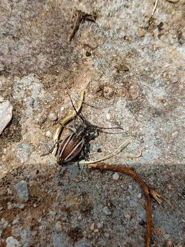 Neodorcadion bilineatum