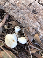 Leucopaxillus cerealis