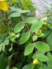 Hypericum formosanum