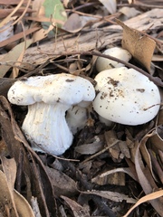 Leucopaxillus cerealis
