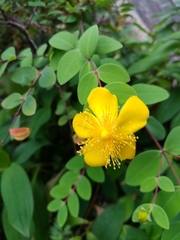 Hypericum formosanum