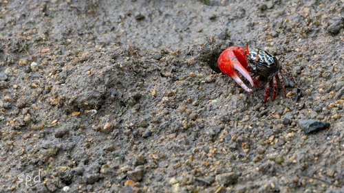 Splendid Fiddler Crab