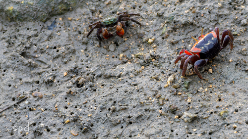 Bowed Fiddler Crab