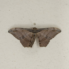 Hyposidra infixaria